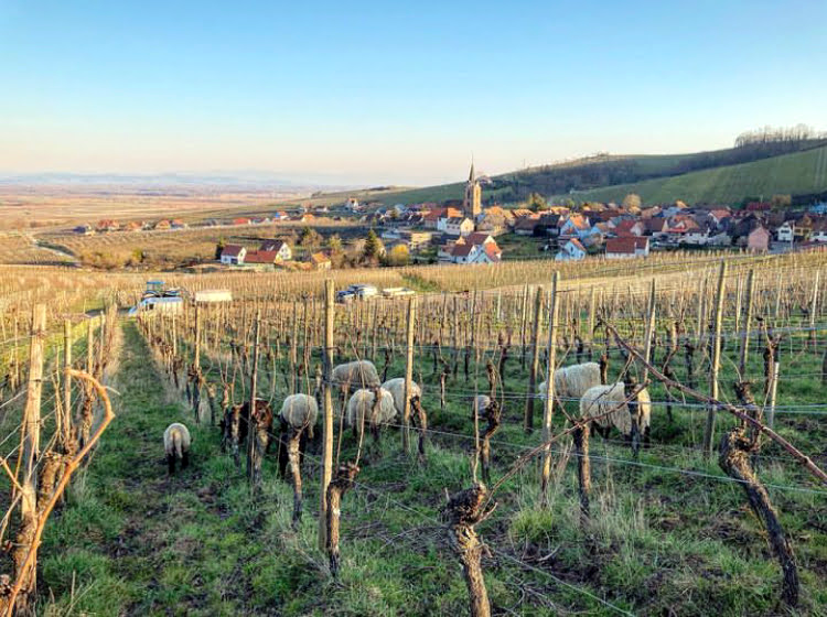 Moutons dans les vignes