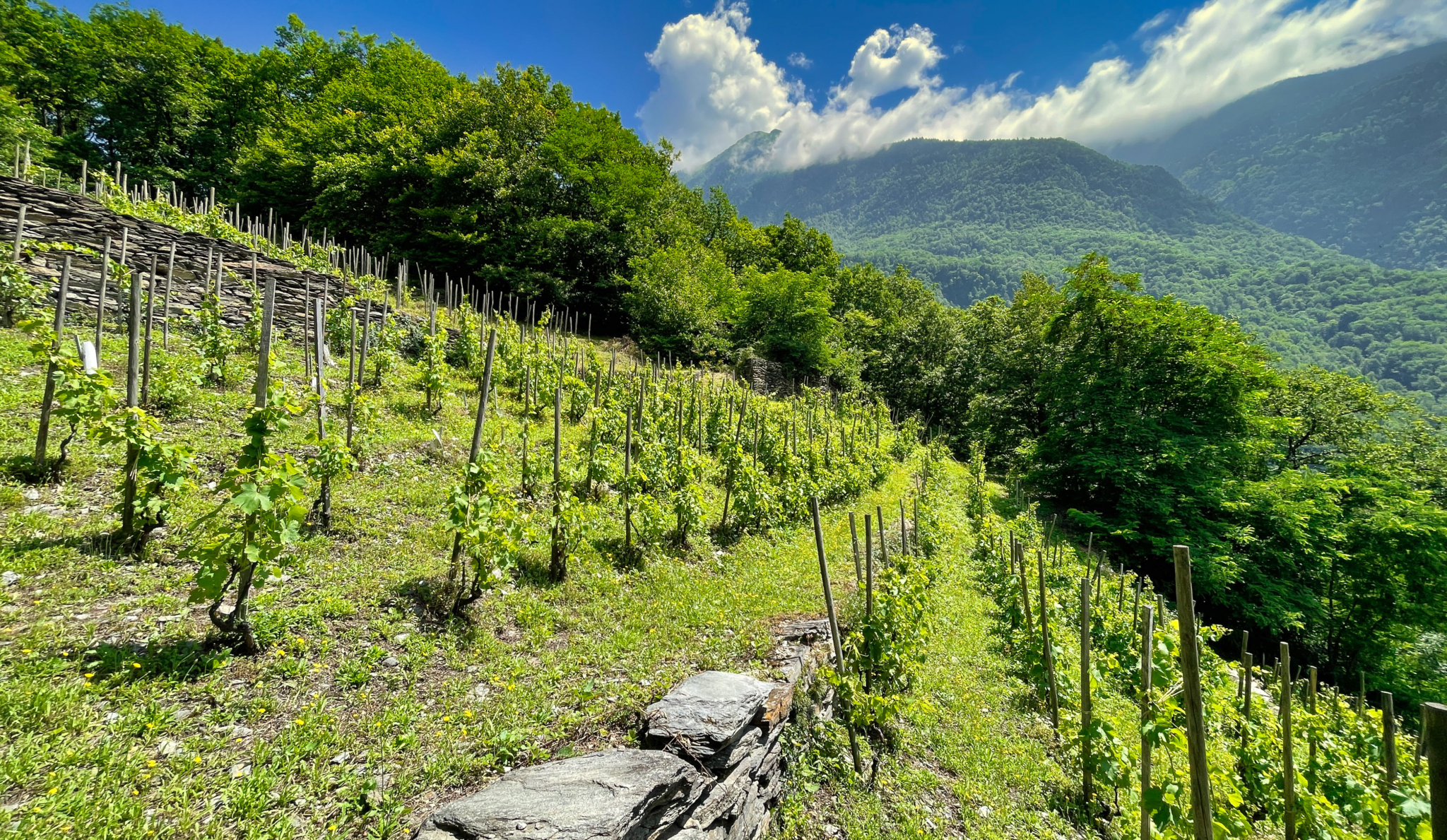 domaine des ardoisieres vineyard